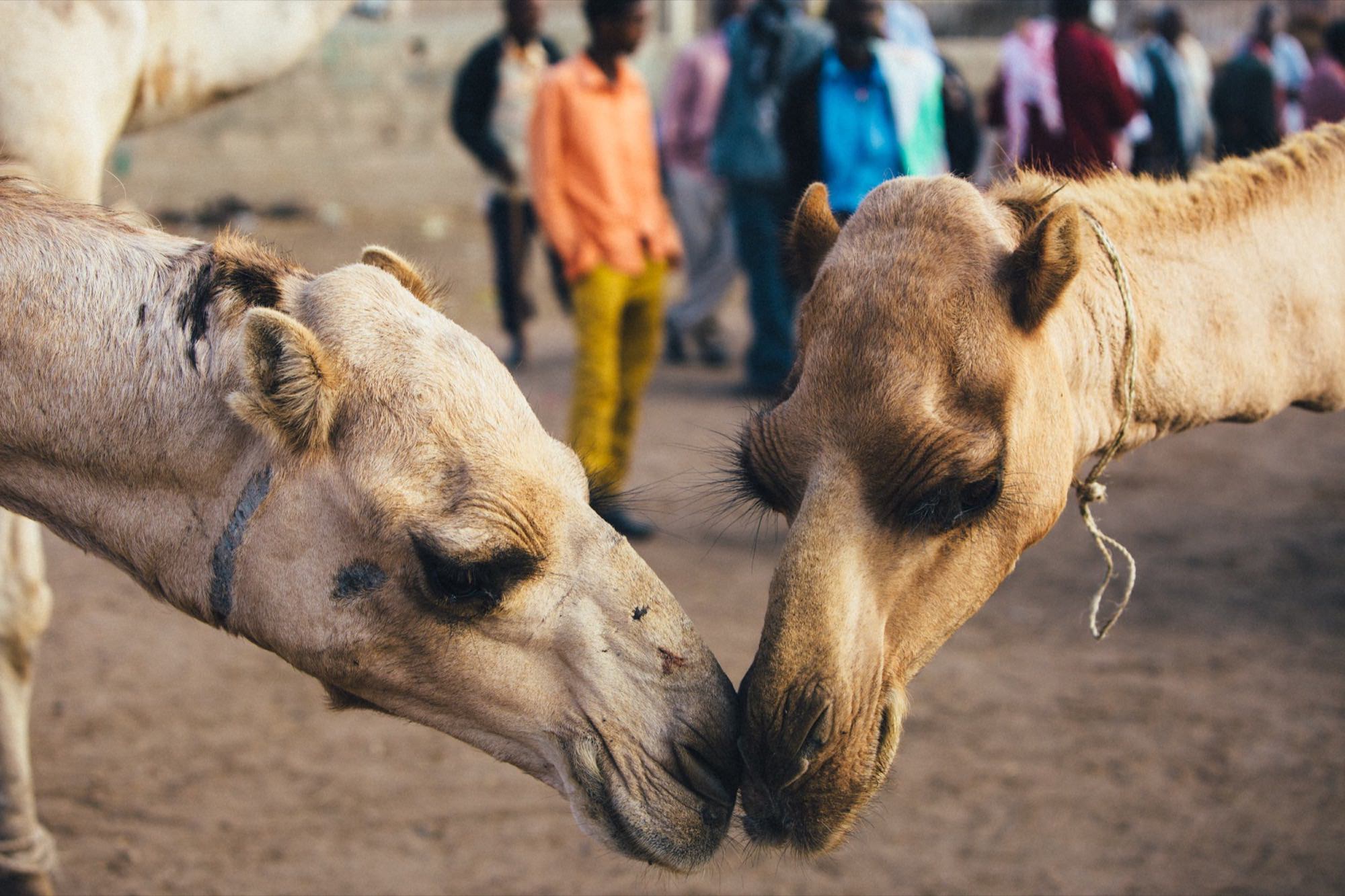 Somalilanders Dream of a Nation — 21