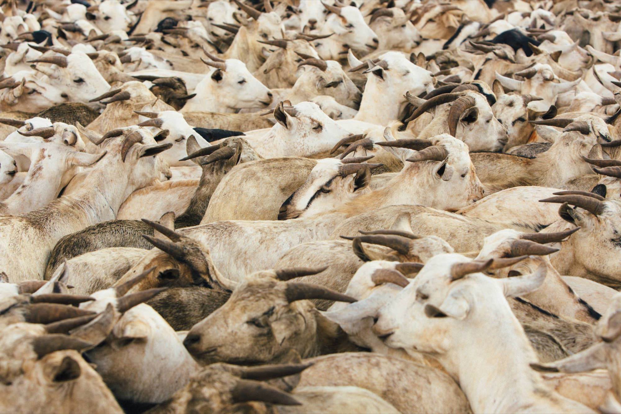 Somalilanders Dream of a Nation — 26