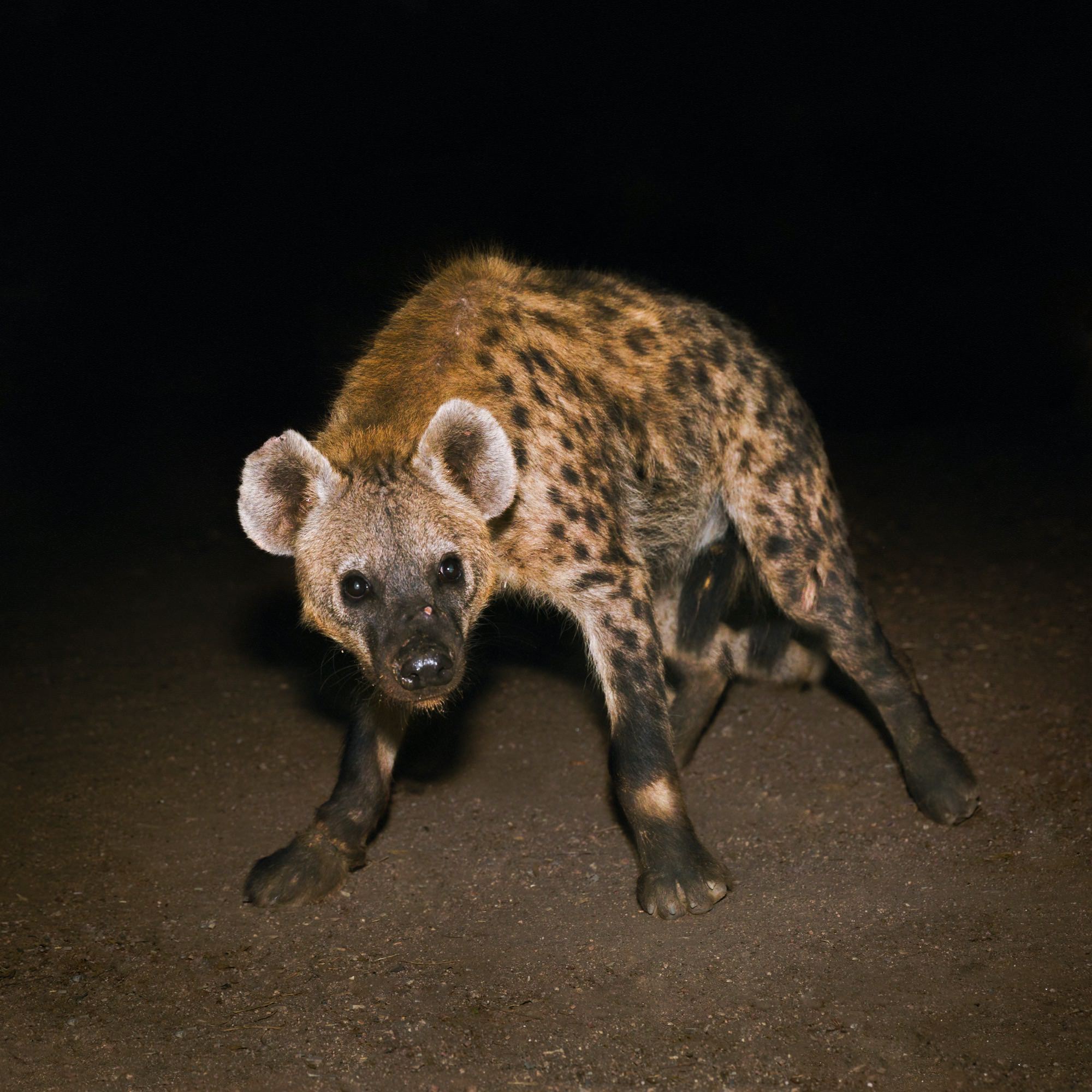 Years of Denial - Suicide Disco — 4